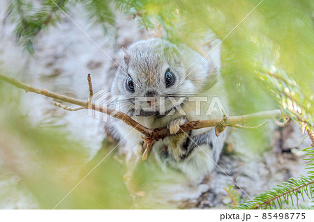 【北海道】エゾモモンガ 85498775