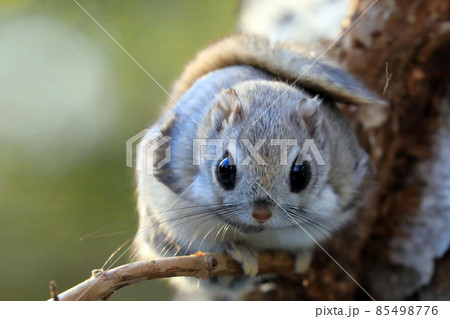 【北海道】エゾモモンガ 【北海道】エゾモモンガ 85498776