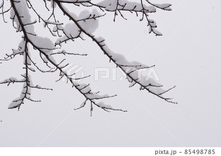 雪の積もった枝 85498785