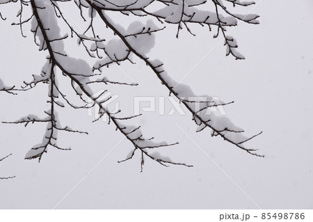 雪の積もった枝 85498786