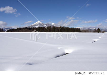 白い雪で覆われた田が広がり、林の向こうに冠雪の磐梯山が綺麗だ。 白い雪で覆われた田が広がり、林の向こうに冠雪の磐梯山が綺麗だ。 85499073