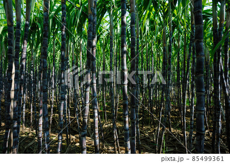 Sugarcane plants growing at field Sugarcane plants growing at field 85499361