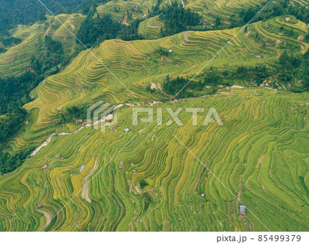 Beautiful terrace rice field with small houses in China 85499379