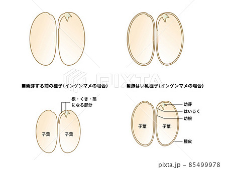 理科の教材 種子の図解 無はい乳種子 インゲンマメのイラスト素材