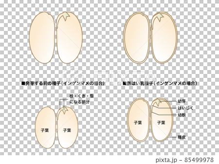 理科の教材 種子の図解 無はい乳種子 インゲンマメのイラスト素材