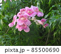 ピンクノーゼンカズラ 85500690