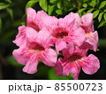 ピンク　ノゼンカズラ 85500723