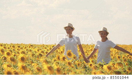 Teenage girls walk across the field with sunflowers and smile. Summer day walks in flower plantings. Childhood of farmers. Girlfriends together. Growing seeds for squeezing vegetable oil Teenage girls walk across the field with sunflowers and smile. Summer day walks in flower plantings. Childhood of farmers. Girlfriends together. Growing seeds for squeezing vegetable oil 85501044