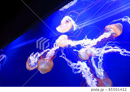 すみだ水族館　クラゲの水槽　パシフィックシーネットル 85501432