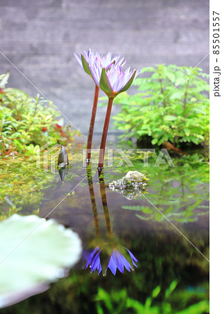 すみだ水族館　自然水景エリアのスイレンの花 85501557