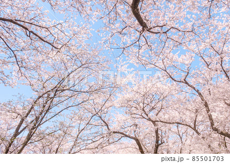 満開の桜 85501703