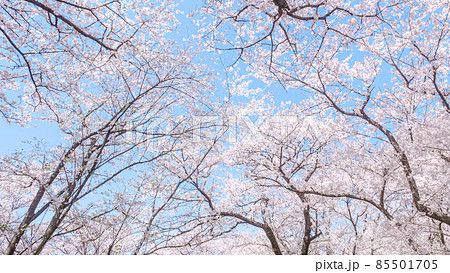 満開の桜 85501705