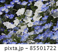 ネモフィラ 85501722