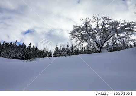 降り続いた雪が止んで樹木もほっと一息 福島県只見町 降り続いた雪が止んで樹木もほっと一息 福島県只見町 85501951