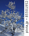 冬の青空に映えるキリの木の雪　福島県只見町 85501952