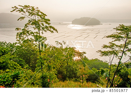 みちのく潮風トレイル　志津川　海の見える命の森公園から眺める志津川湾の朝 85501977
