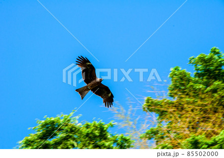 みちのく潮風トレイル　南三陸町志津川　木尻川河口　上空を旋回する鷲 85502000