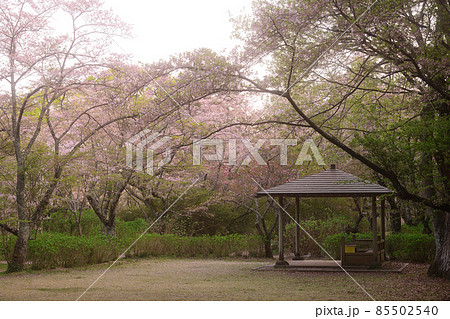 どんよりとした春の公園 どんよりとした春の公園 85502540