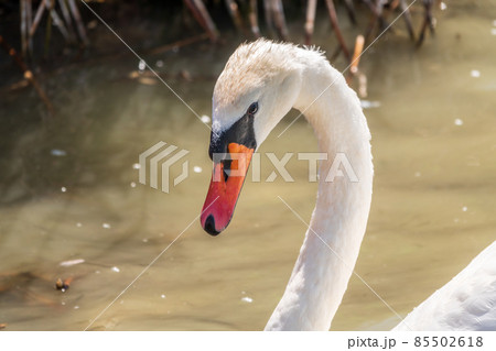 Portrait of a graceful white swan with long neck on blue water background. Portrait of a graceful white swan with long neck on blue water background. 85502618