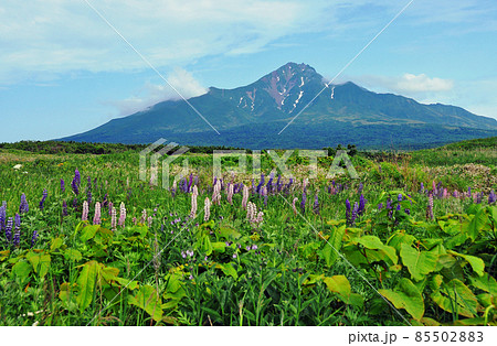 北海道 利尻礼文サロベツ国立公園 利尻島 ルピナスの咲く原野から仰ぐ利尻山 北海道 利尻礼文サロベツ国立公園 利尻島 ルピナスの咲く原野から仰ぐ利尻山 85502883