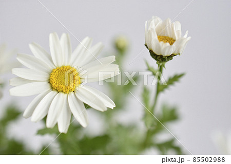 ノースポール 85502988