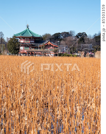 上野寛永寺 不忍池弁天堂 上野寛永寺 不忍池弁天堂 85503359