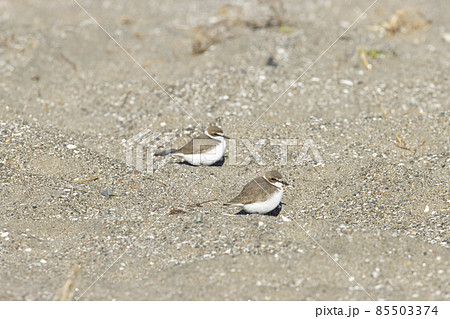 シロチドリ 85503374