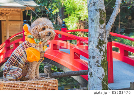寅衣装と犬 寅衣装と犬 85503476
