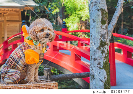 寅衣装と犬 85503477
