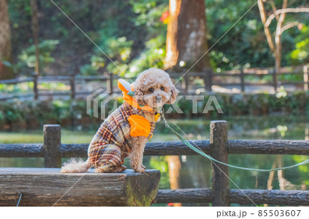 寅衣装と犬 85503607