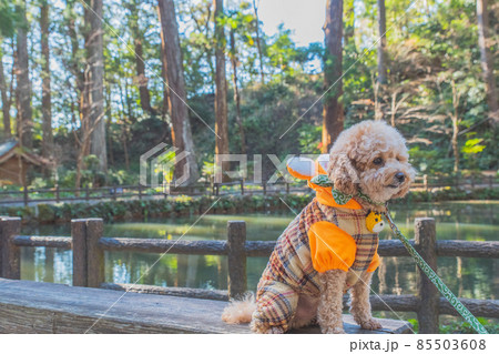 寅衣装と犬 85503608