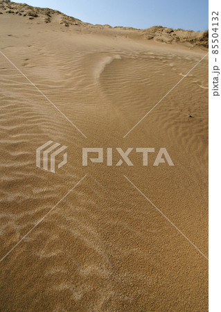 鳥取　四季の散歩　春　砂丘 85504132