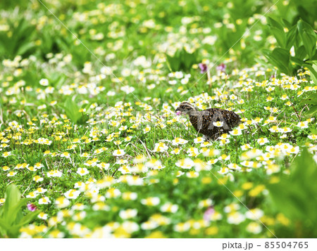 お花畑のライチョウ雛 85504765