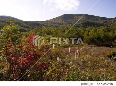 福島県、浄土平の秋。赤や黄色の紅葉が日差しで耀き、綺麗。山肌も黄色に色づき始め綺麗。 85505240