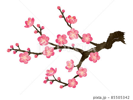 誠実 梅の花 梅 13のイラスト素材 PIXTA - [85505342] 絵画
