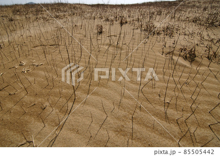 鳥取　四季の散歩　春　砂丘 85505442