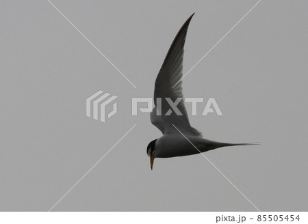 獲物を探しているコアジサシ 85505454