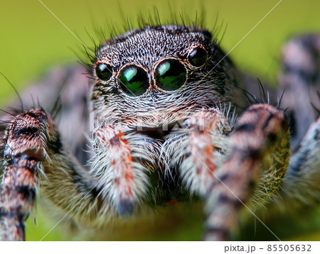 Portrait of Aelurillus v-insignitus female jumping spider portrait 85505632