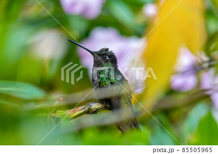 violet-headed hummingbird (Klais guimeti), San Gerardo de Dota, Costa Rica. violet-headed hummingbird (Klais guimeti), San Gerardo de Dota, Costa Rica. 85505965