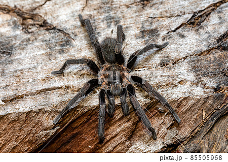 Tarantula (Sericopelma melanotarsum) Curubande de Liberia, Costa Rica wildlife 85505968