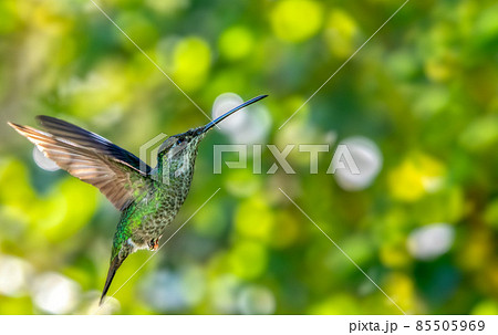 Talamanca hummingbird (Eugenes spectabilis) or admirable hummingbird 85505969