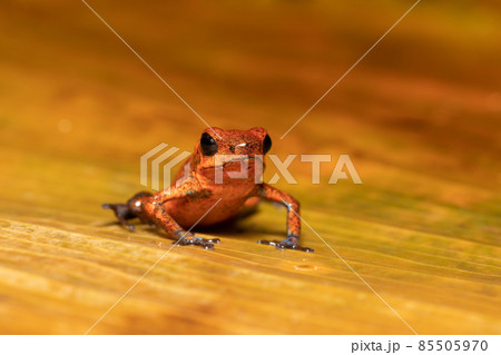 Strawberry poison-dart frog (Oophaga pumilio, formerly Dendrobates pumilio)-001 copy 85505970