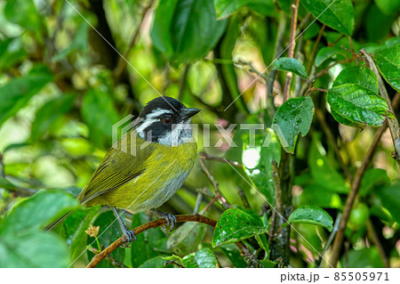 Sooty-capped bush tanager (Chlorospingus pileatus) San Gerardo de Dota, Costa Rica. 85505971