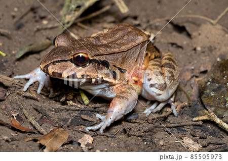 Savages thin-toed frog (Leptodactylus savagei), Carara National Park, Tarcoles, Costa Rica wildlife. 85505973