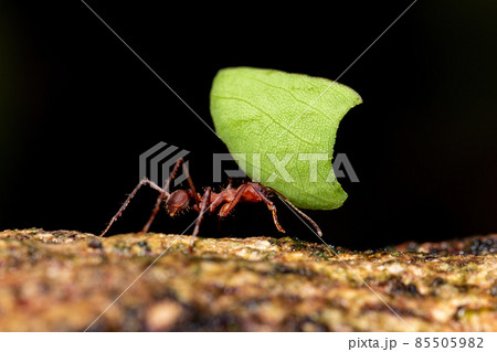 Leafcutter ant (Atta cephalotes) Leafcutter ant (Atta cephalotes) 85505982