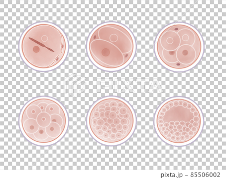 Watercolor illustration of fertilized egg growth process 85506002