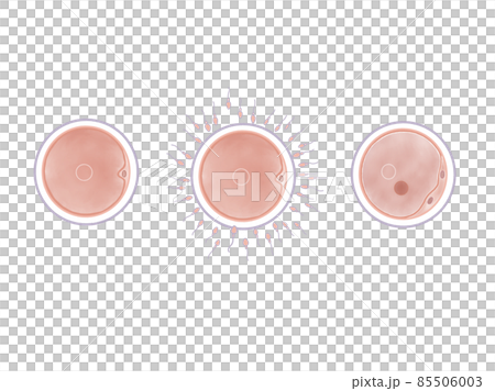 Watercolor illustration of fertilized human egg 85506003