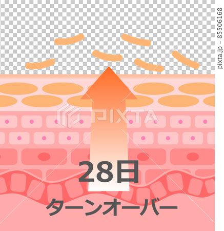 Illustrated diagram of turnover in which skin cells are reborn 85506168