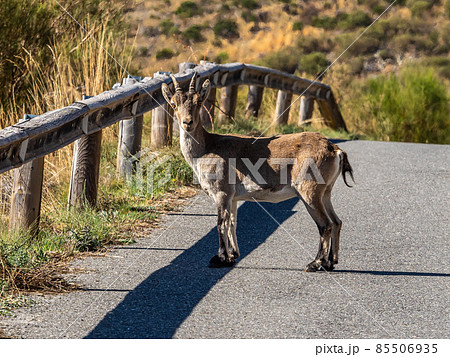 The Iberian ibex, Capra pyrenaica in the Gredos mountains near Navacepeda, Castile Leon Spain The Iberian ibex, Capra pyrenaica in the Gredos mountains near Navacepeda, Castile Leon Spain 85506935