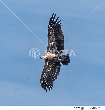 Griffon vulture, Gyps fulvus in Monfrague National Park. Extremadura, Spain Griffon vulture, Gyps fulvus in Monfrague National Park. Extremadura, Spain 85506943